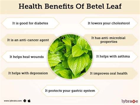 Betel Leaf Benefits And Its Its Side Effects .